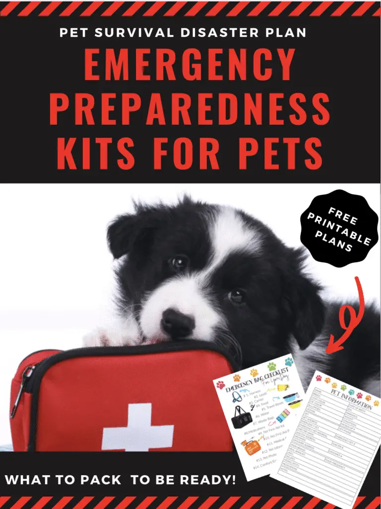 Pet Emergency Prep