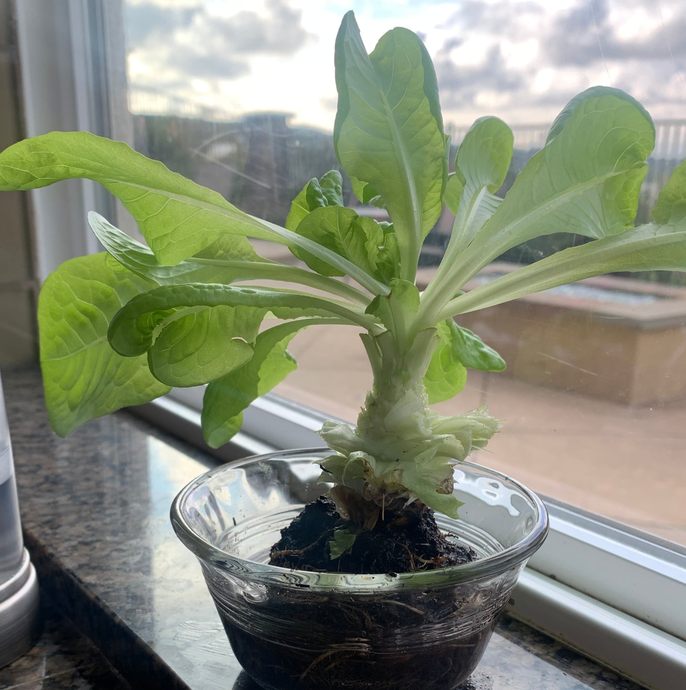 Sprouting lettuce in a window