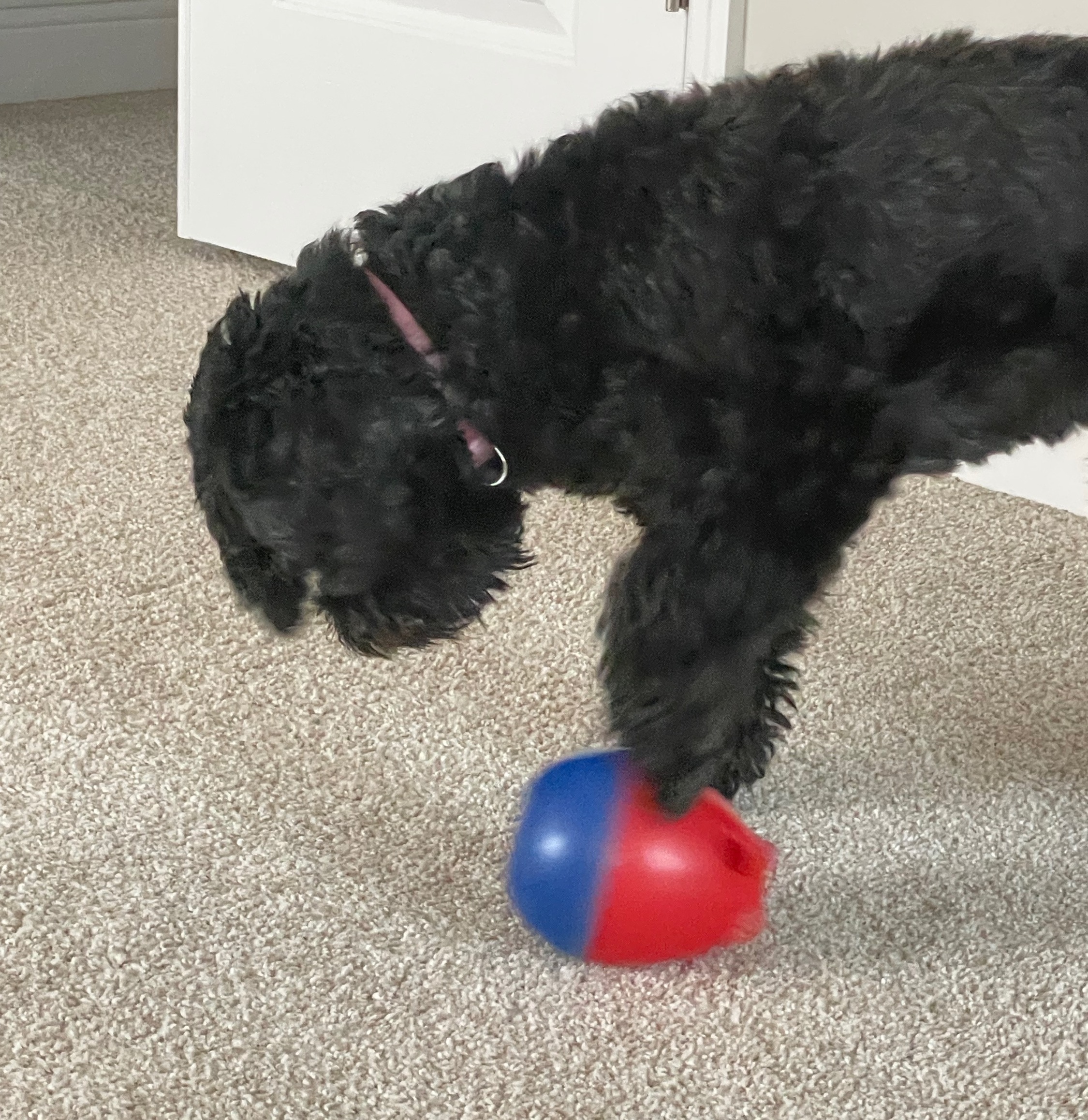 Dog playing with wobble toy
