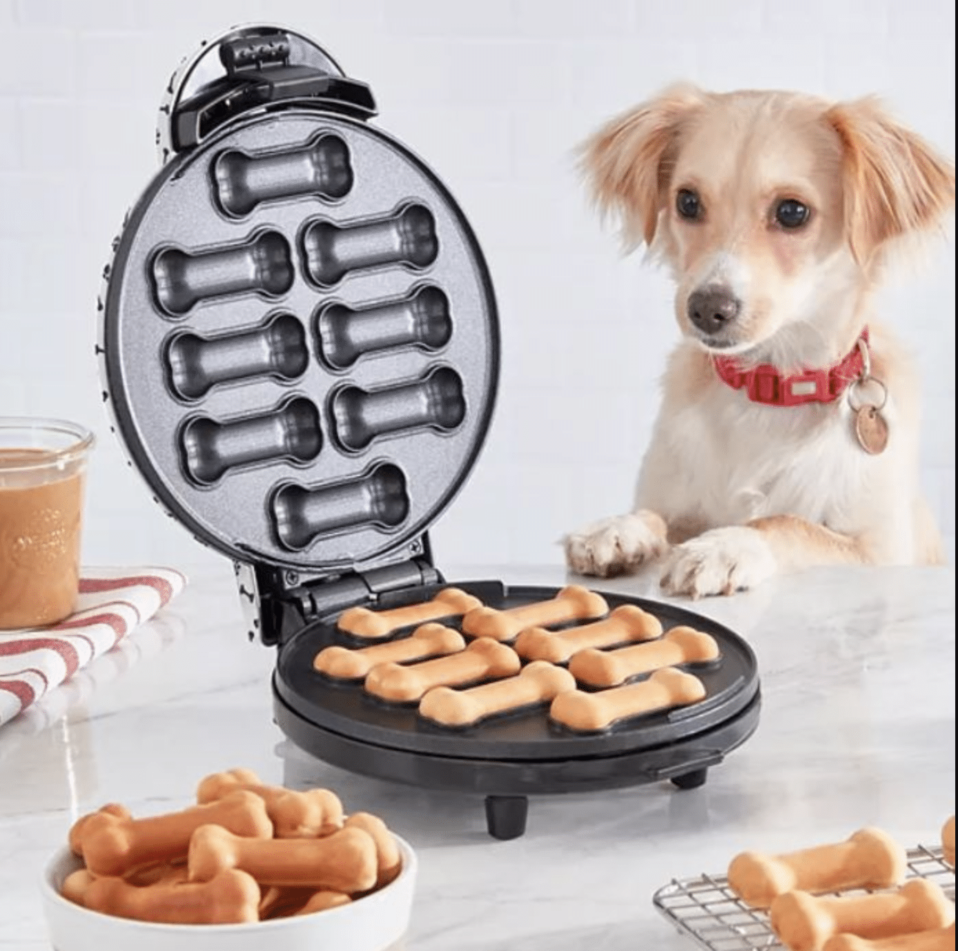 Dash Dog Treats Biscuit Maker with dog