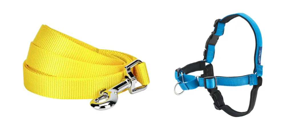 Leash and Harness for a Dog