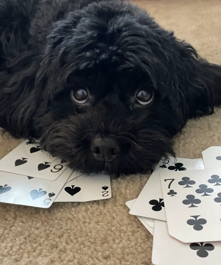 Cute black dog with puppy eyes laying on a deck of cards 
