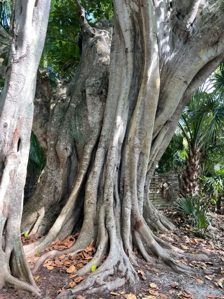 large beautiful banyan tree